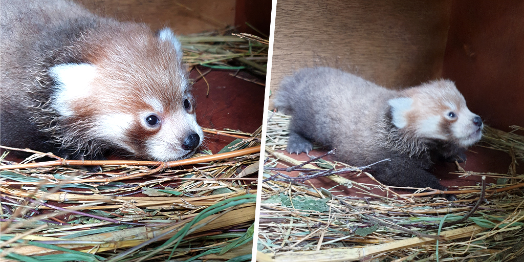 Red panda kit born at Edinburgh Zoo